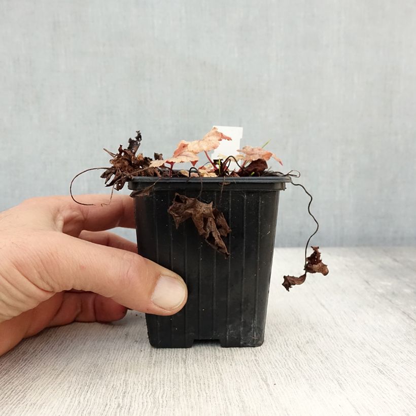 Esemplare di Heucherella Honey Rose Vasetto da 8/9 cm come consegnato in autunno