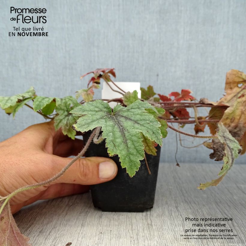 Esemplare di Heucherella Kimono Vasetto da 8/9 cm come consegnato in autunno