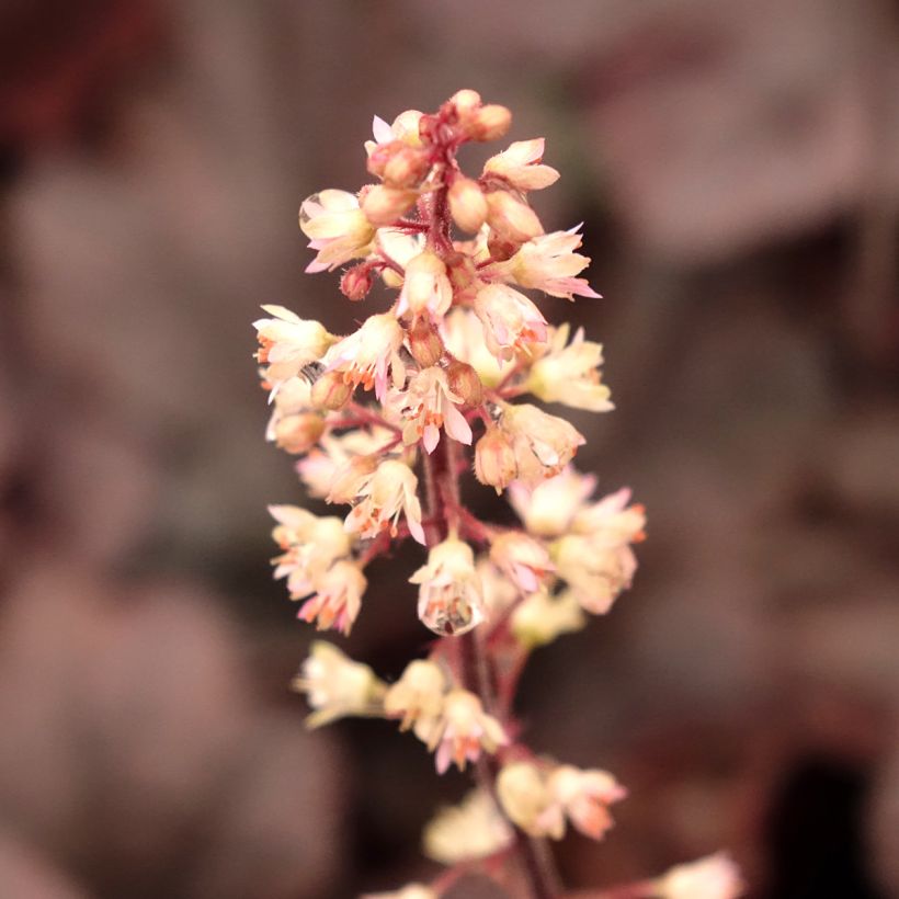 Heucherella Onyx (Fioritura)