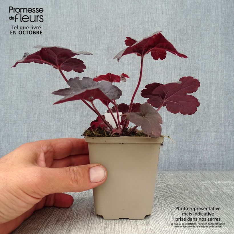 Esemplare di Heucherella Onyx Vasetto da 8/9 cm come consegnato in autunno