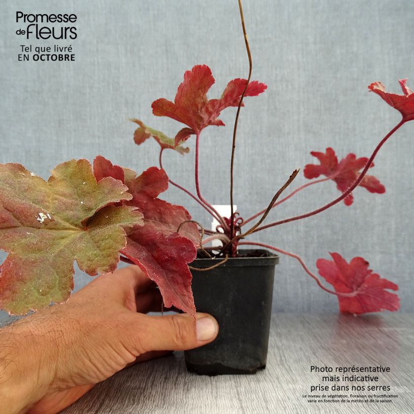 Esemplare di Heucherella Red Rover Vasetto da 8/9 cm come consegnato in autunno