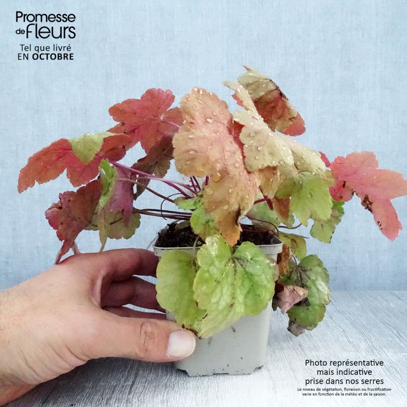 Esemplare di Heucherella Redstone Falls Vasetto da 8/9 cm come consegnato in autunno