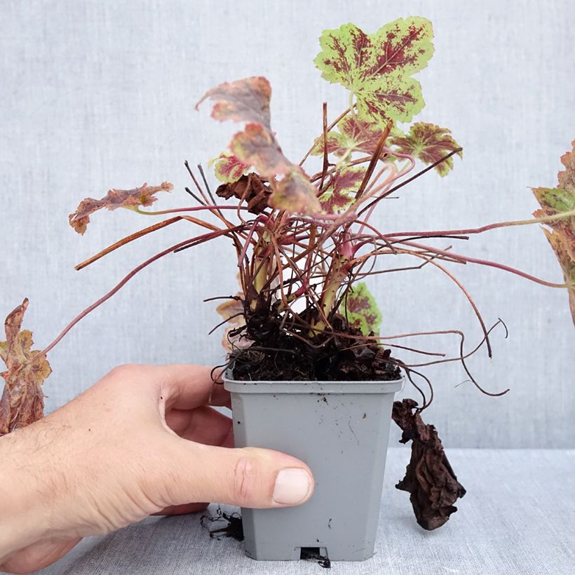 Esemplare di Heucherella Solar Power Vasetto da 8/9 cm come consegnato in autunno