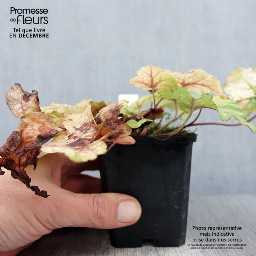 Esemplare di Heucherella Stoplight Vasetto da 8/9 cm come consegnato in autunno