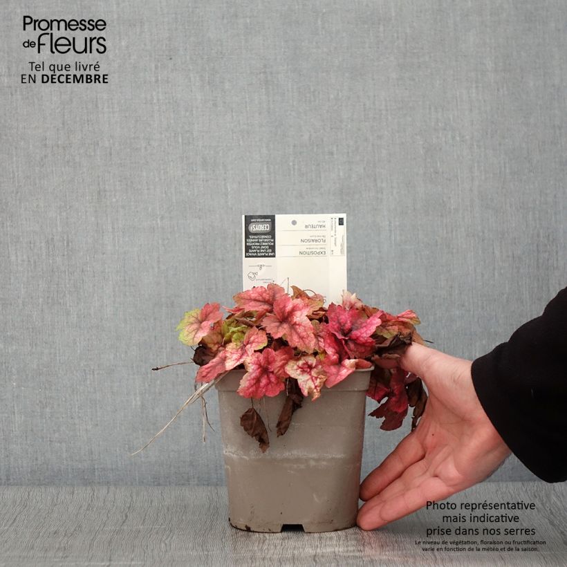Esemplare di Heucherella Stoplight Vaso da 2L/3L come consegnato in autunno