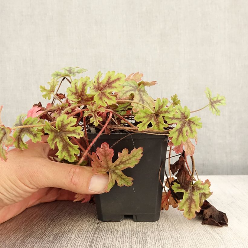 Esemplare di Heucherella Tapestry Vasetto da 8/9 cm come consegnato in autunno