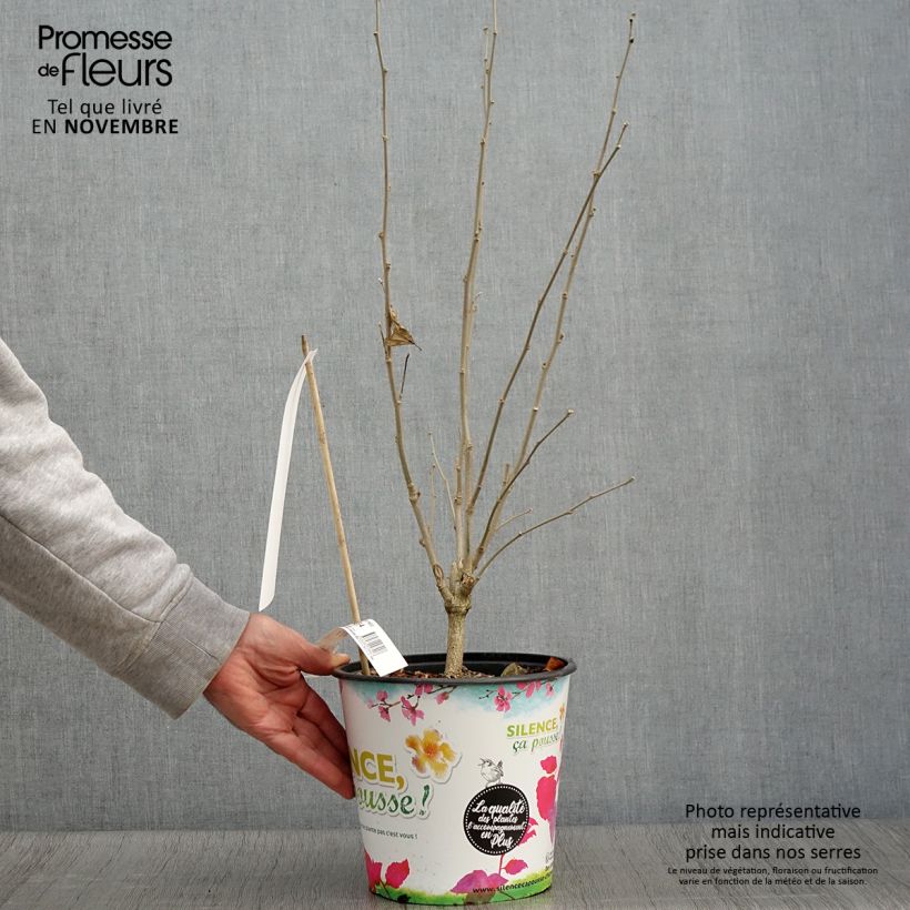 Esemplare di Hibiscus syriacus French Cabaret Red - Ibisco Vaso da 3L/4L come consegnato in autunno