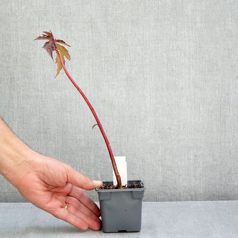 Esemplare di Hibiscus moscheutos Carousel Ghost - Ibisco palustre Vasetto da 8/9 cm come consegnato in autunno