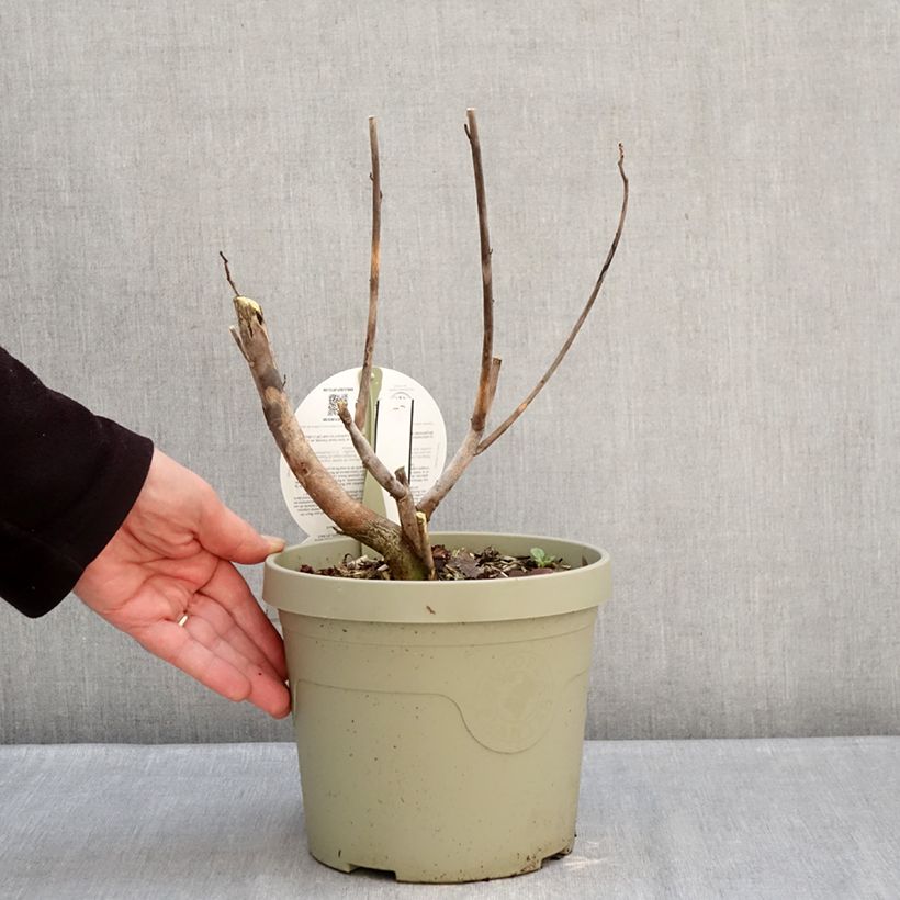 Hibiscus moscheutos Carousel Ghost - Ibisco palustre Vaso da 3L/4L esemplare consegnato in inverno