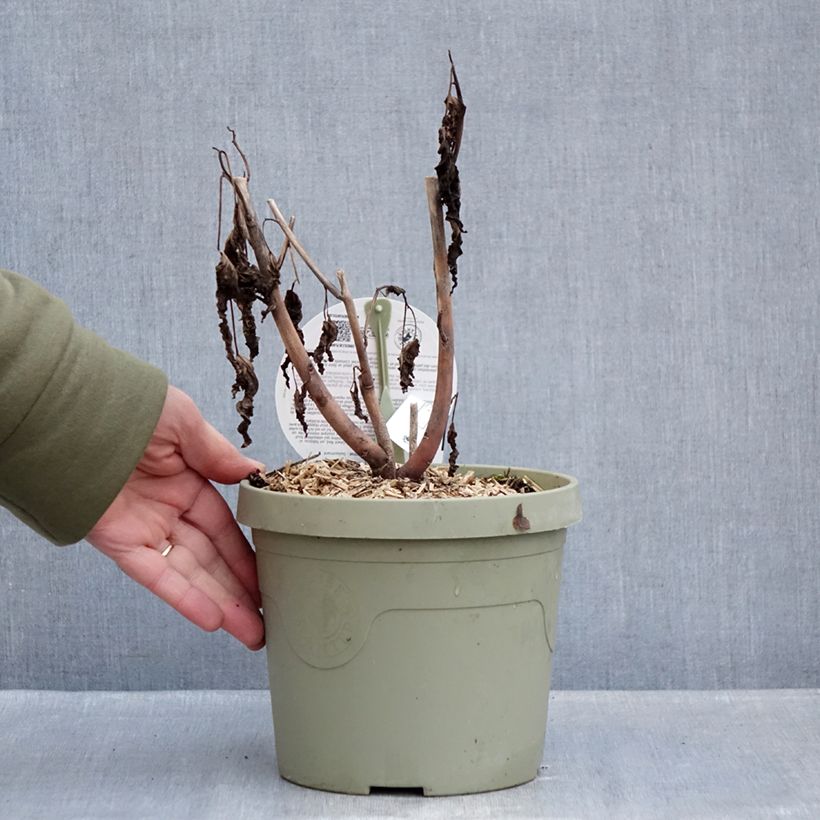 Hibiscus moscheutos Carrousel Geant Red - Ibisco palustre Vaso da 3L/4L esemplare consegnato in inverno