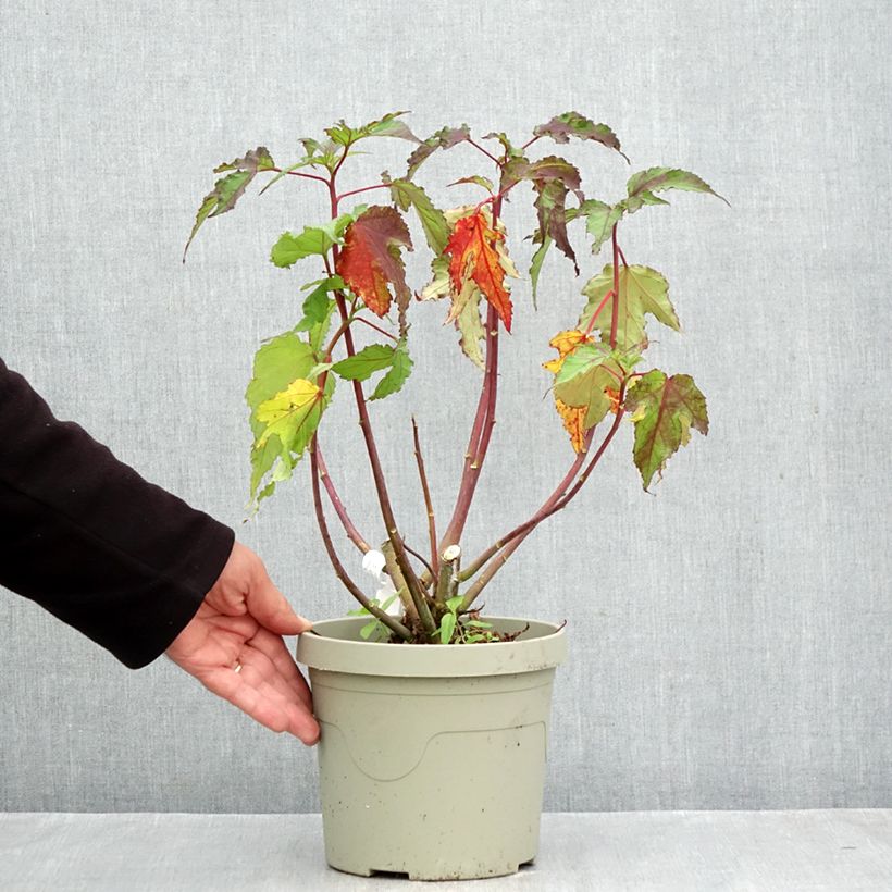 Esemplare di Hibiscus moscheutos Pink Candy - Ibisco palustre Vaso da 3L/4L come consegnato in autunno