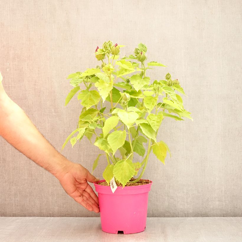 Esemplare di Hibiscus moscheutos Rose - Ibisco palustre Vaso da 2L/3L consegnato in estate
