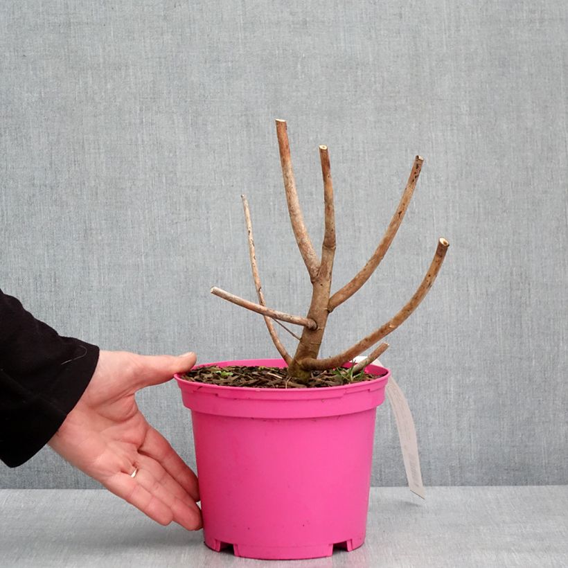 Hibiscus moscheutos Summerific Berry Awesome - Ibisco palustre Vaso da 3L/4L esemplare consegnato in inverno