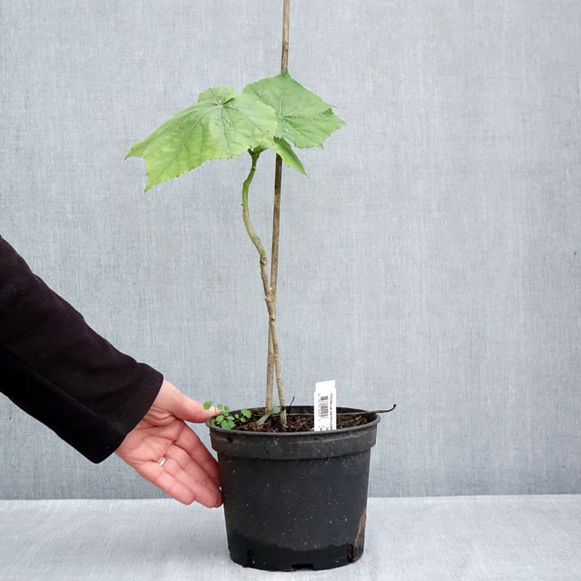 Esemplare di Hibiscus paramutabilis - Ibisco Vaso da 2L/3L come consegnato in autunno