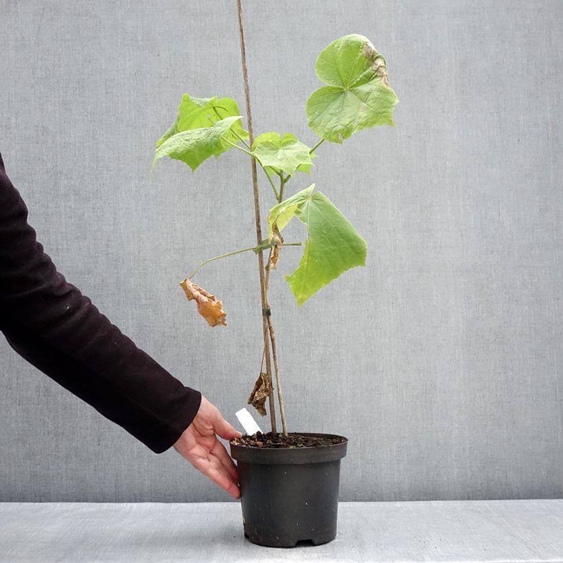 Hibiscus paramutabilis - Ibisco Vaso da 2L/3L esemplare consegnato in inverno