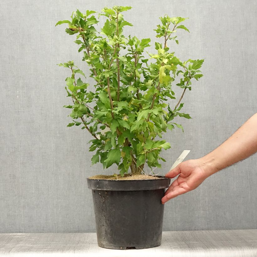 Esemplare di Hibiscus syriacus Pink Giant - Ibisco Vaso da 7,5L/10L consegnato in estate
