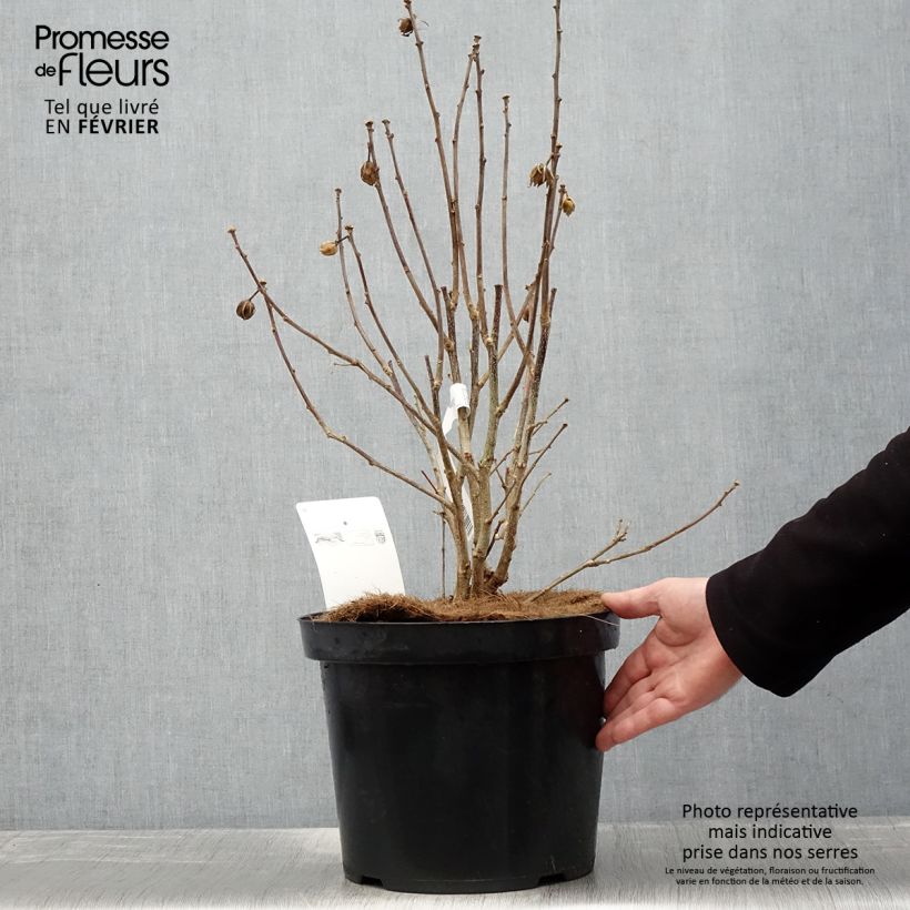 Hibiscus syriacus Pink Giant - Ibisco Vaso da 7,5L/10L esemplare consegnato in inverno