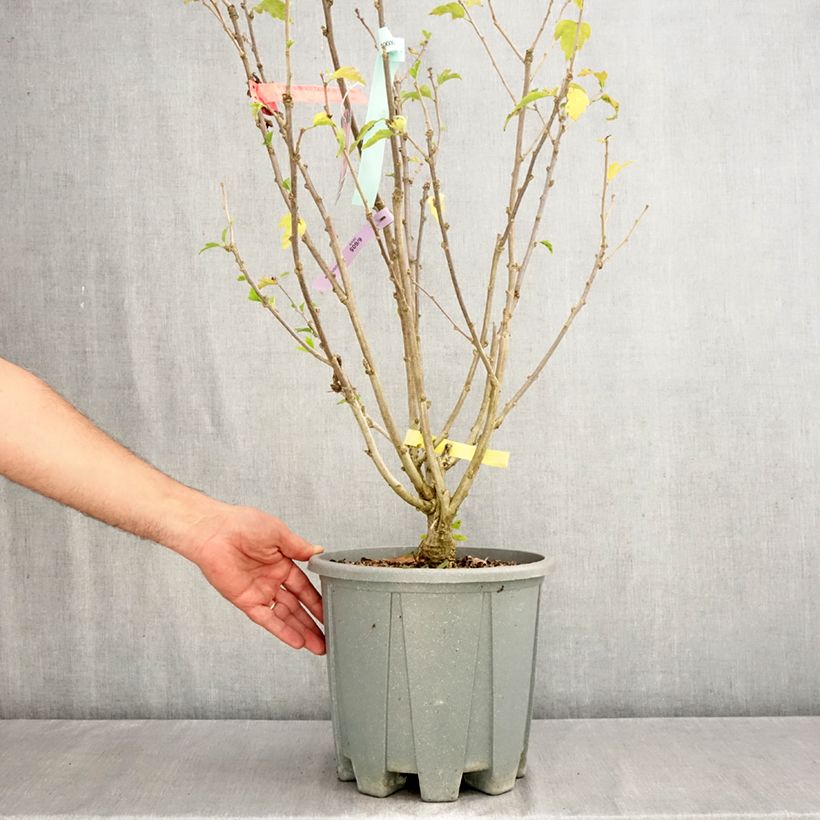 Esemplare di Hibiscus syriacus Pink Giant - Ibisco Vaso da 7,5L/10L come consegnato in autunno