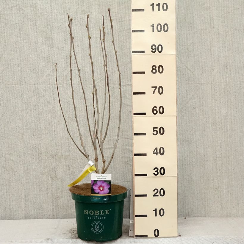 Hibiscus Rose Moon - Ibisco Vaso da 7,5L/10L esemplare consegnato in primavera