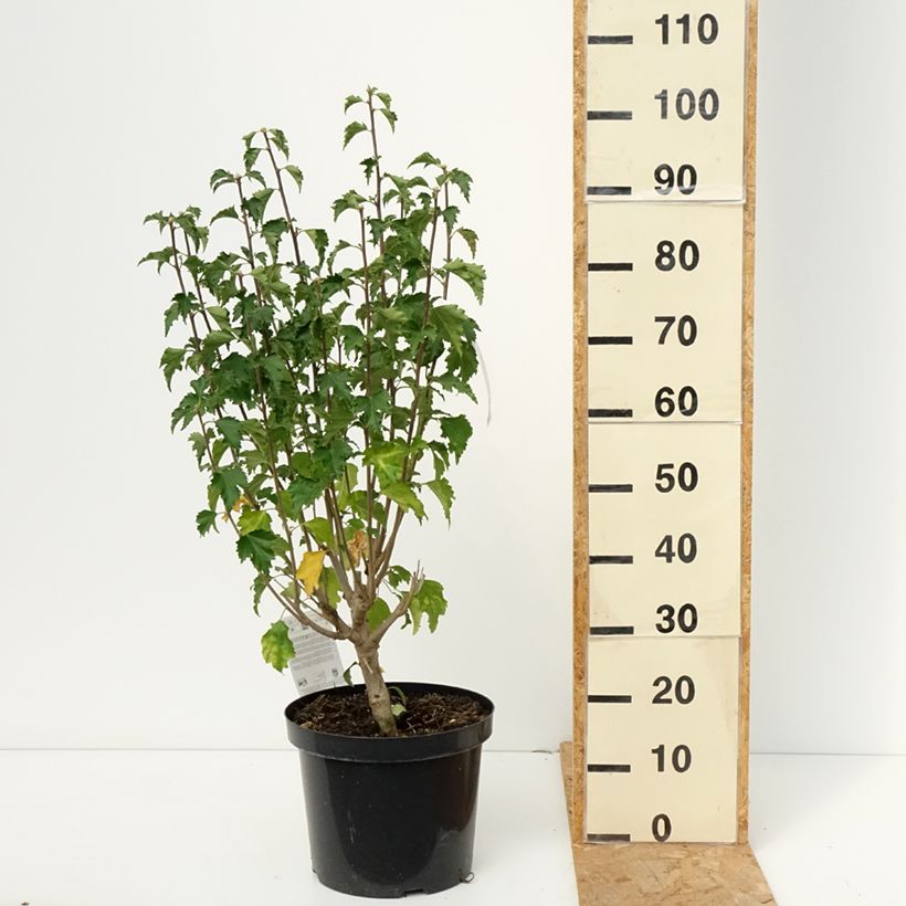 Esemplare di Hibiscus Rose Moon - Ibisco Vaso da 7,5L/10L come consegnato in autunno