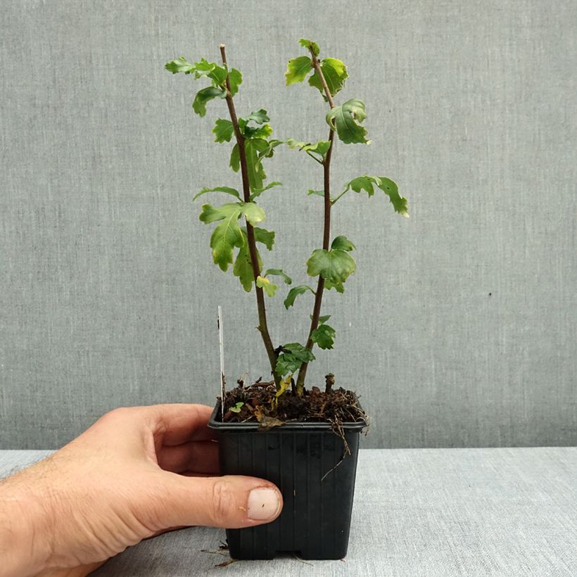 Esemplare di Hibiscus syriacus Admiral Dewey - Ibisco Vasetto da 8/9 cm come consegnato in autunno