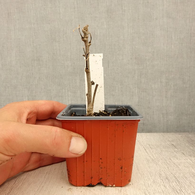 Hibiscus syriacus Admiral Dewey - Ibisco Vasetto da 8/9 cm esemplare consegnato in primavera