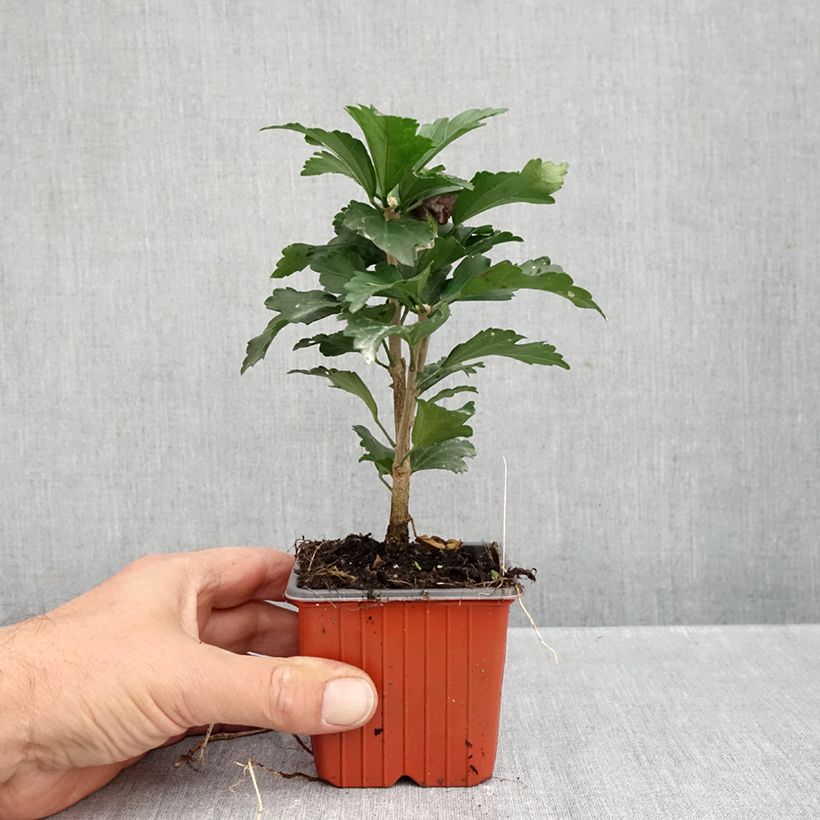 Esemplare di Hibiscus syriacus Ardens - Ibisco Vasetto da 8/9 cm come consegnato in autunno