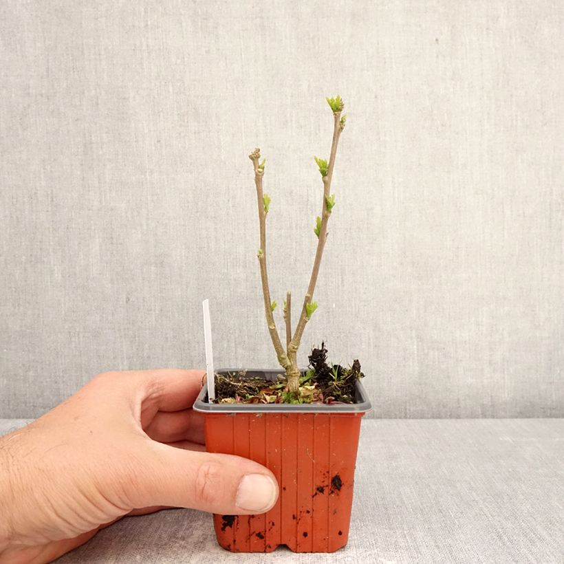 Hibiscus syriacus Ardens - Ibisco Vasetto da 8/9 cm esemplare consegnato in primavera