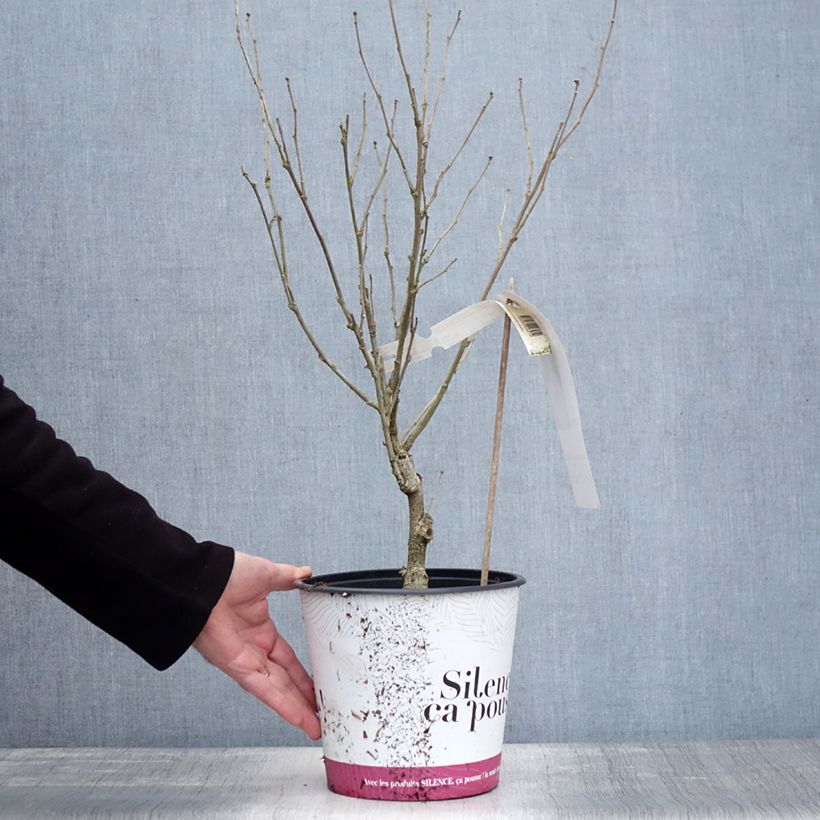 Hibiscus syriacus B'twist Lavende - Ibisco Vaso da 4L/5L esemplare consegnato in inverno