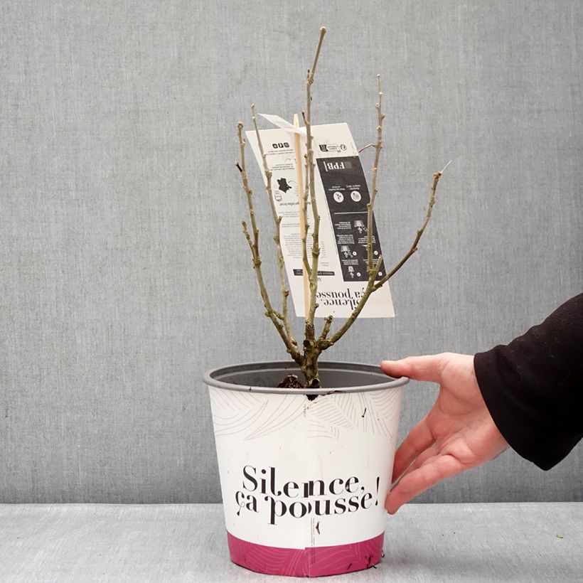 Hibiscus syriacus Beautifull Cobalt - Ibisco Vaso da 4L/5L esemplare consegnato in inverno