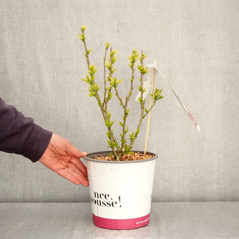 Hibiscus syriacus Beautifull Cobalt - Ibisco Vaso da 4L/5L esemplare consegnato in primavera