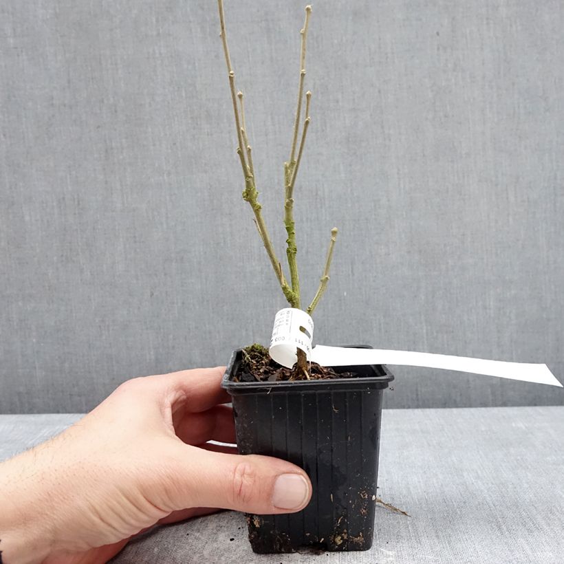 Hibiscus syriacus Beautifull Magenta - Ibisco Vasetto da 8/9 cm esemplare consegnato in inverno