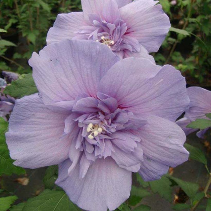 Hibiscus syriacus Blue Chiffon - Ibisco (Fioritura)