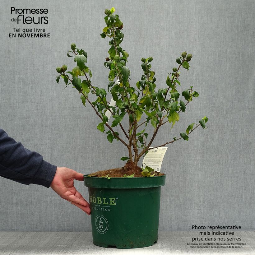 Esemplare di Hibiscus syriacus Blue Chiffon - Ibisco Vaso da 6L/7L come consegnato in autunno