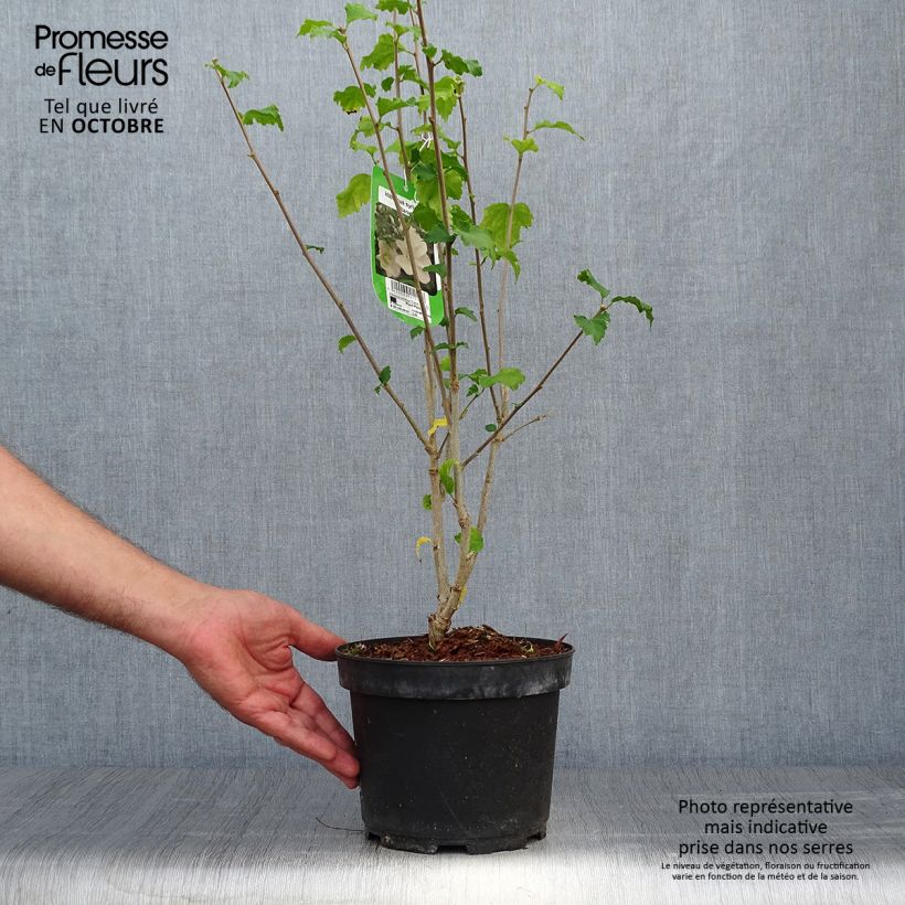 Esemplare di Hibiscus syriacus Diana - Ibisco Vaso da 3L/4L come consegnato in autunno