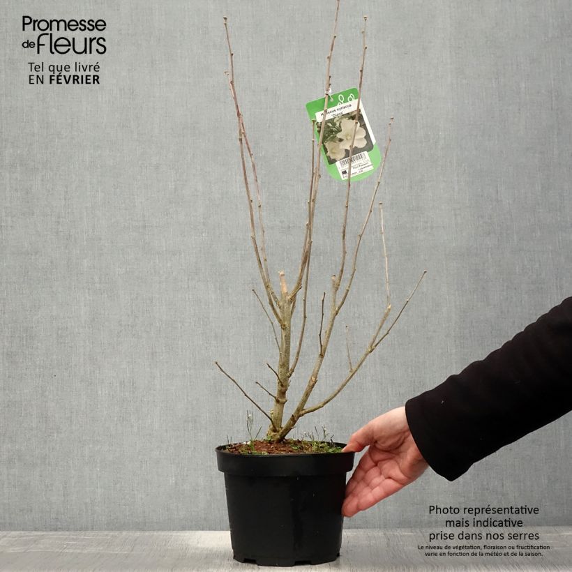 Hibiscus syriacus Diana - Ibisco Vaso da 3L/4L esemplare consegnato in inverno