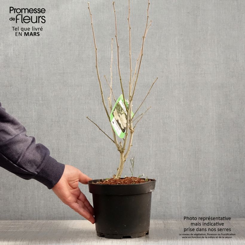 Hibiscus syriacus Diana - Ibisco Vaso da 3L/4L esemplare consegnato in primavera