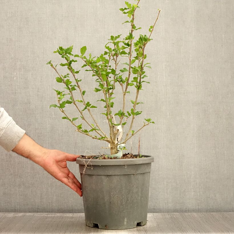 Esemplare di Hibiscus syriacus Eléonore - Ibisco Vaso da 7,5L/10L come consegnato in autunno