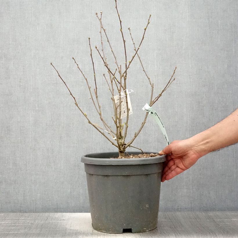 Hibiscus syriacus Eléonore - Ibisco Vaso da 7,5L/10L esemplare consegnato in primavera