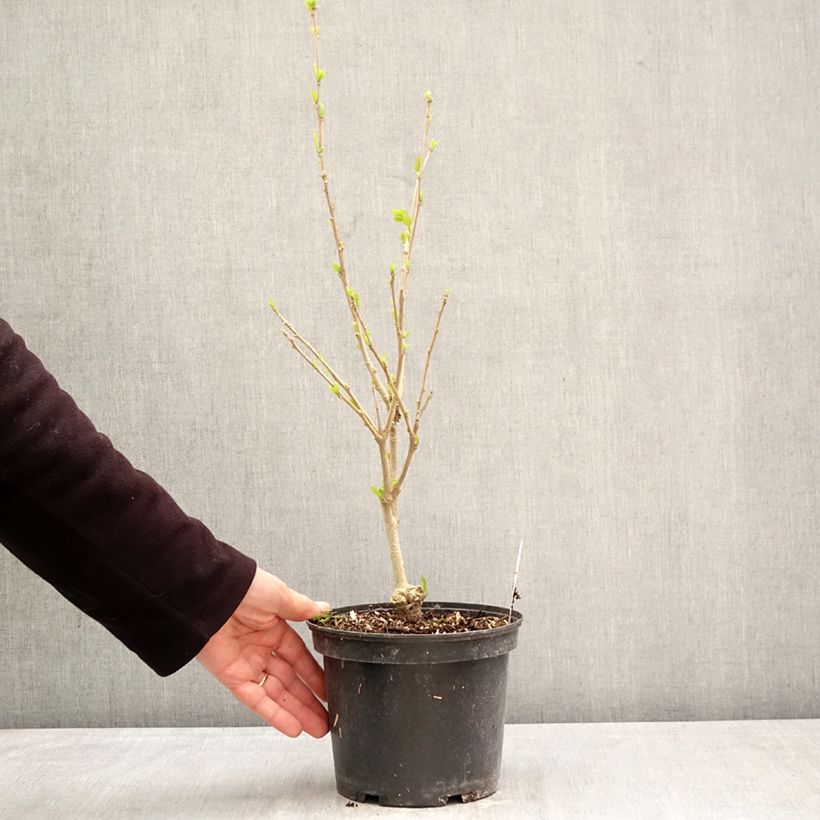 Hibiscus syriacus Eléonore - Ibisco Vaso da 2L/3L esemplare consegnato in primavera