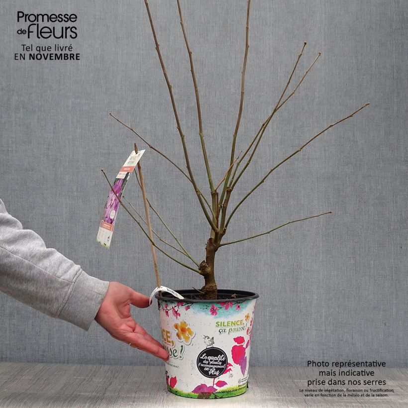 Esemplare di Hibiscus syriacus Eruption - Ibisco Vaso da 4L/5L come consegnato in autunno