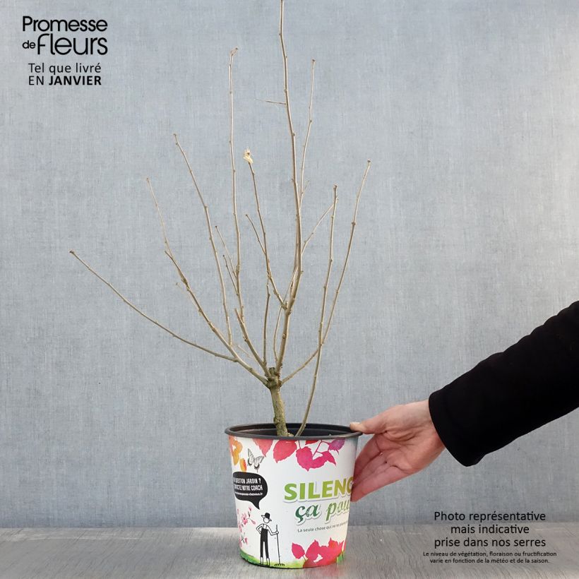 Hibiscus syriacus Eruption - Ibisco Vaso da 4L/5L esemplare consegnato in inverno