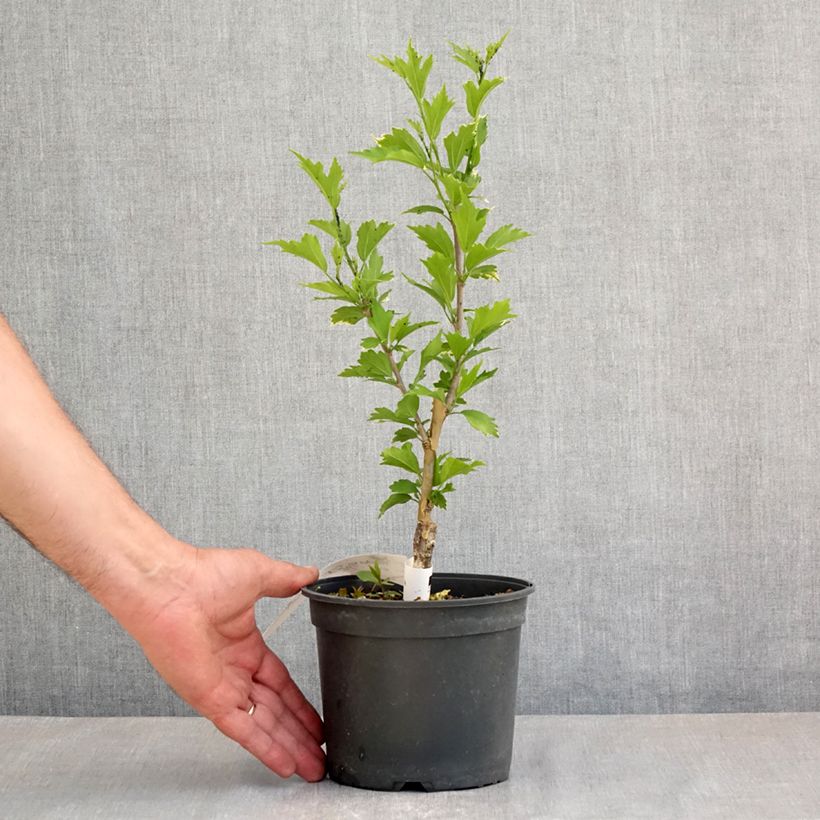 Hibiscus syriacus Flower Tower Purple - Ibisco Vaso da 1,5L/2L esemplare consegnato in primavera