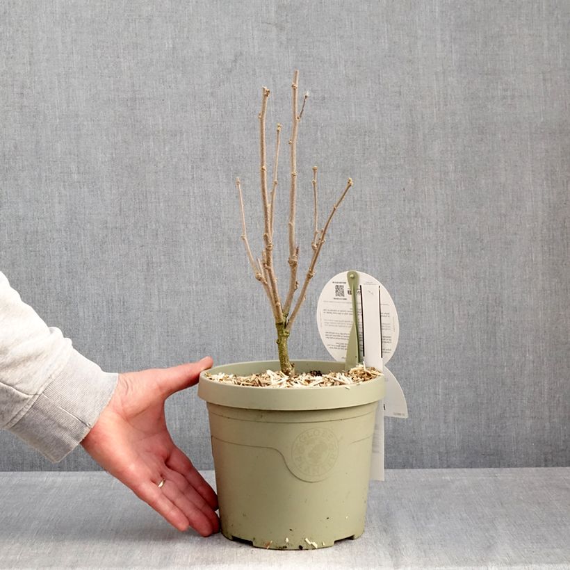 Hibiscus syriacus Flower Tower Purple - Ibisco Vaso da 3L/4L esemplare consegnato in inverno