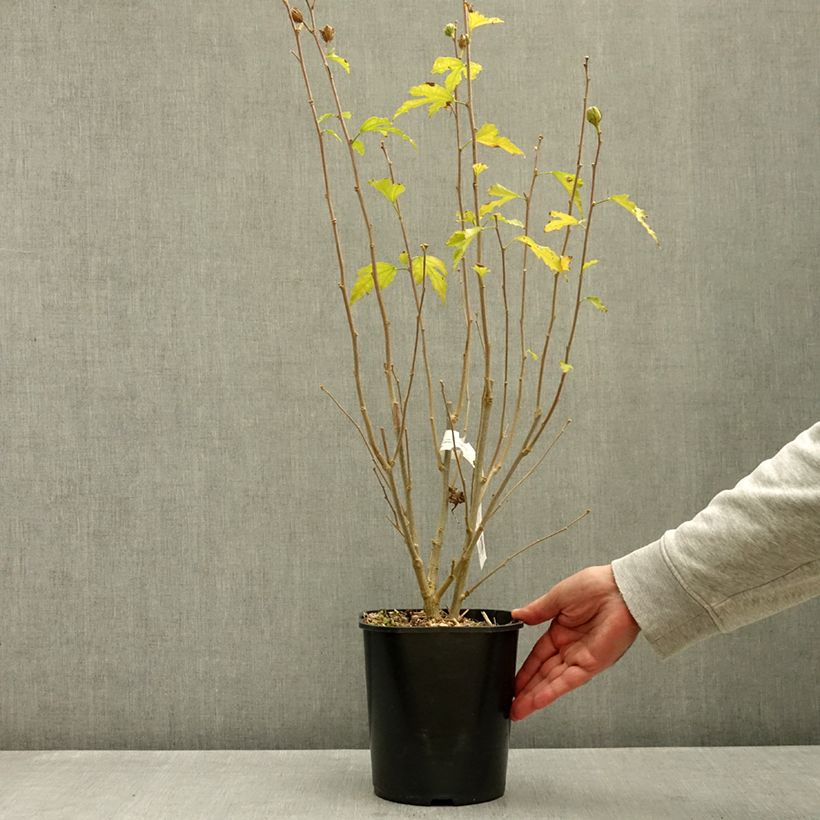 Esemplare di Hibiscus syriacus Flower Tower Ruby - Ibisco Vaso da 2L/3L come consegnato in autunno