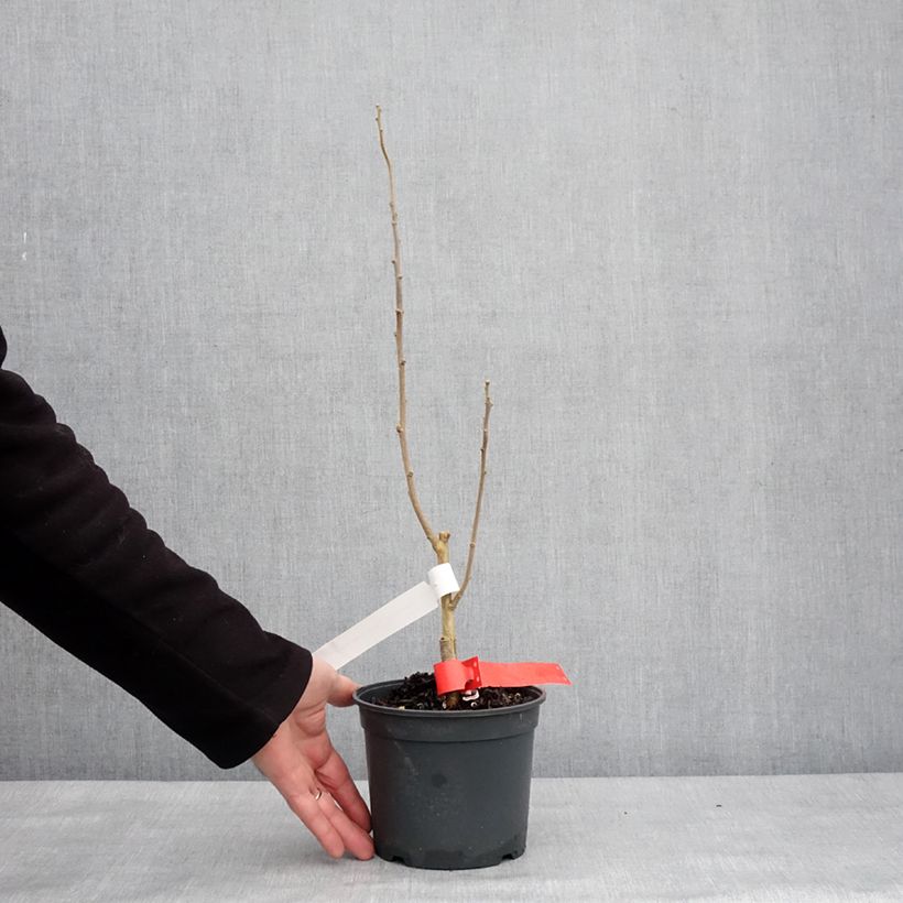 Hibiscus syriacus Flower Tower Ruby - Ibisco Vaso da 2L/3L esemplare consegnato in inverno