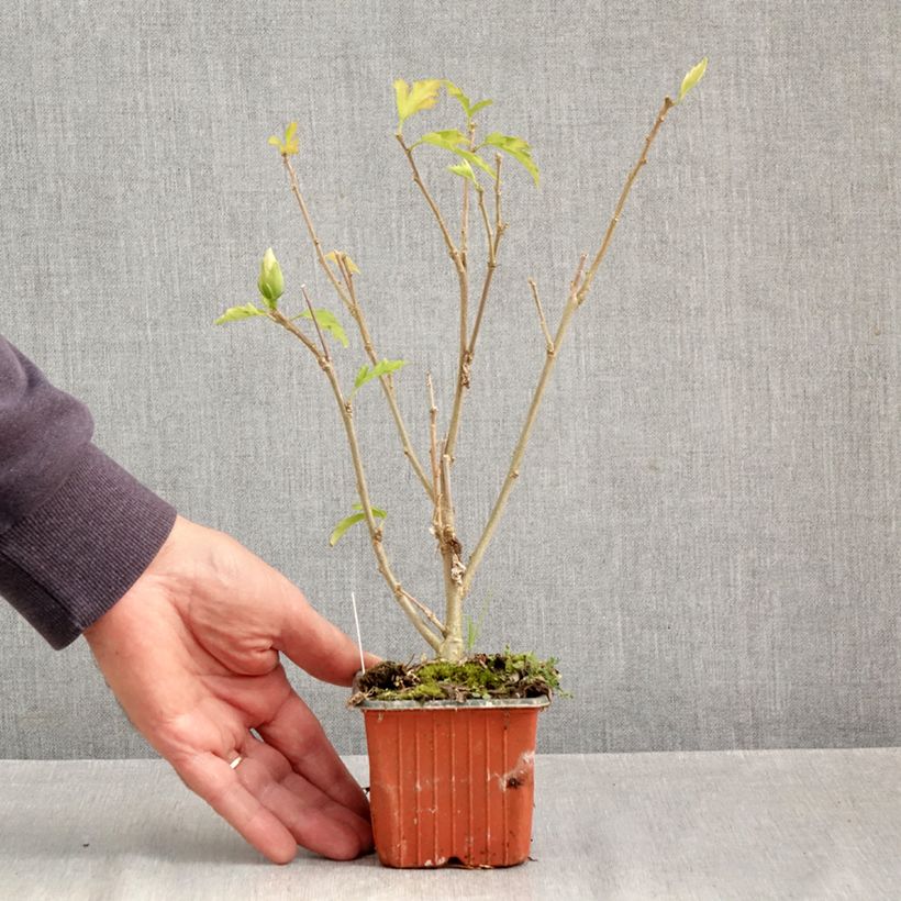 Esemplare di Hibiscus syriacus Flower Tower White - Althea blanc Godet de 8/9 cm come consegnato in autunno