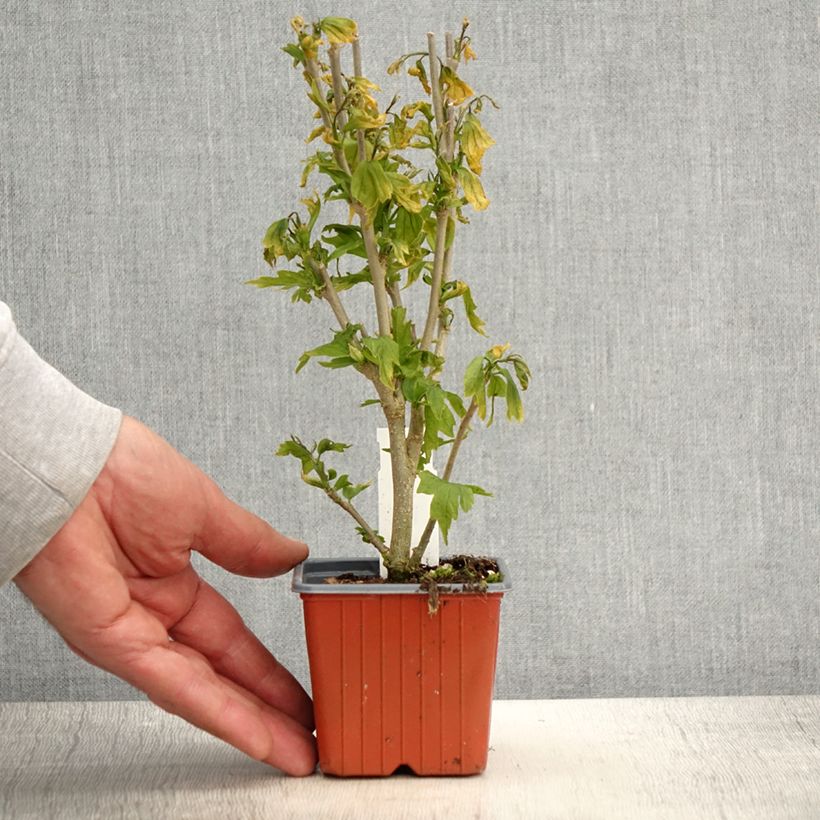 Hibiscus syriacus Flower Tower White - Ibisco Vasetto da 8/9 cm esemplare consegnato in primavera