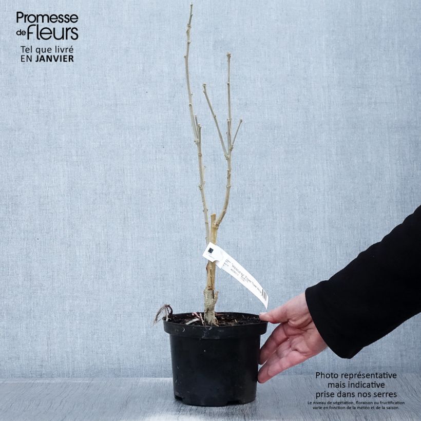 Hibiscus syriacus Flower Tower White - Ibisco Vaso da 1,5L/2L esemplare consegnato in inverno