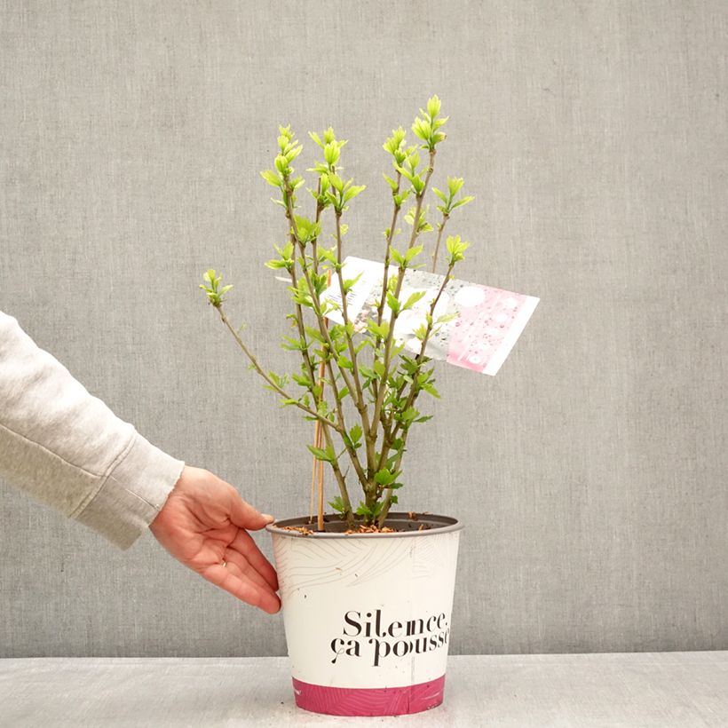 Hibiscus syriacus French Cabaret Pink - Ibisco Vaso da 4L/5L esemplare consegnato in primavera